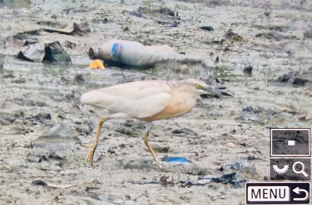 Squacco Heron - ML644826818
