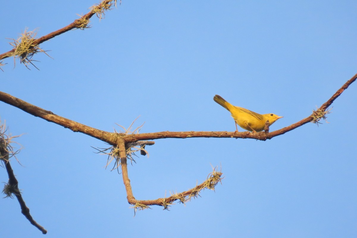Summer Tanager - ML644826821