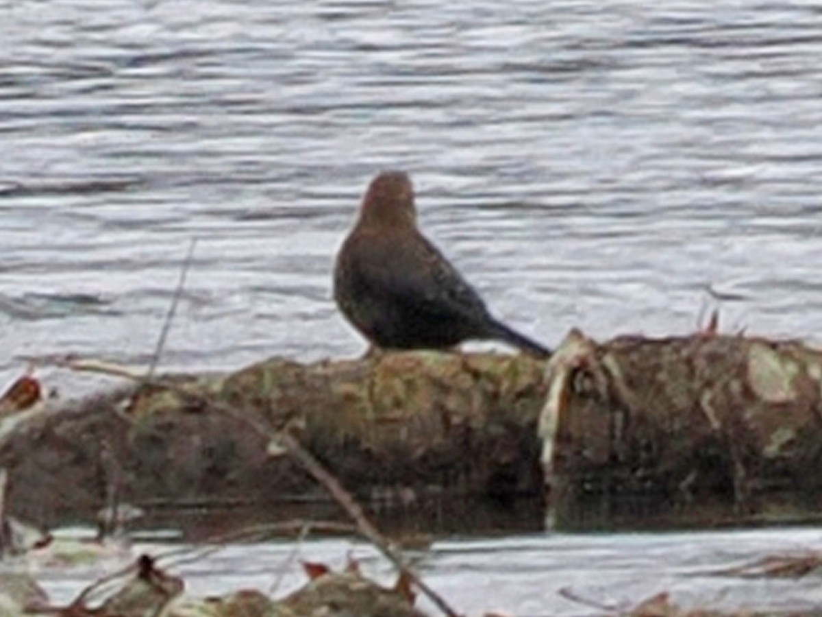 Rusty Blackbird - ML644826823