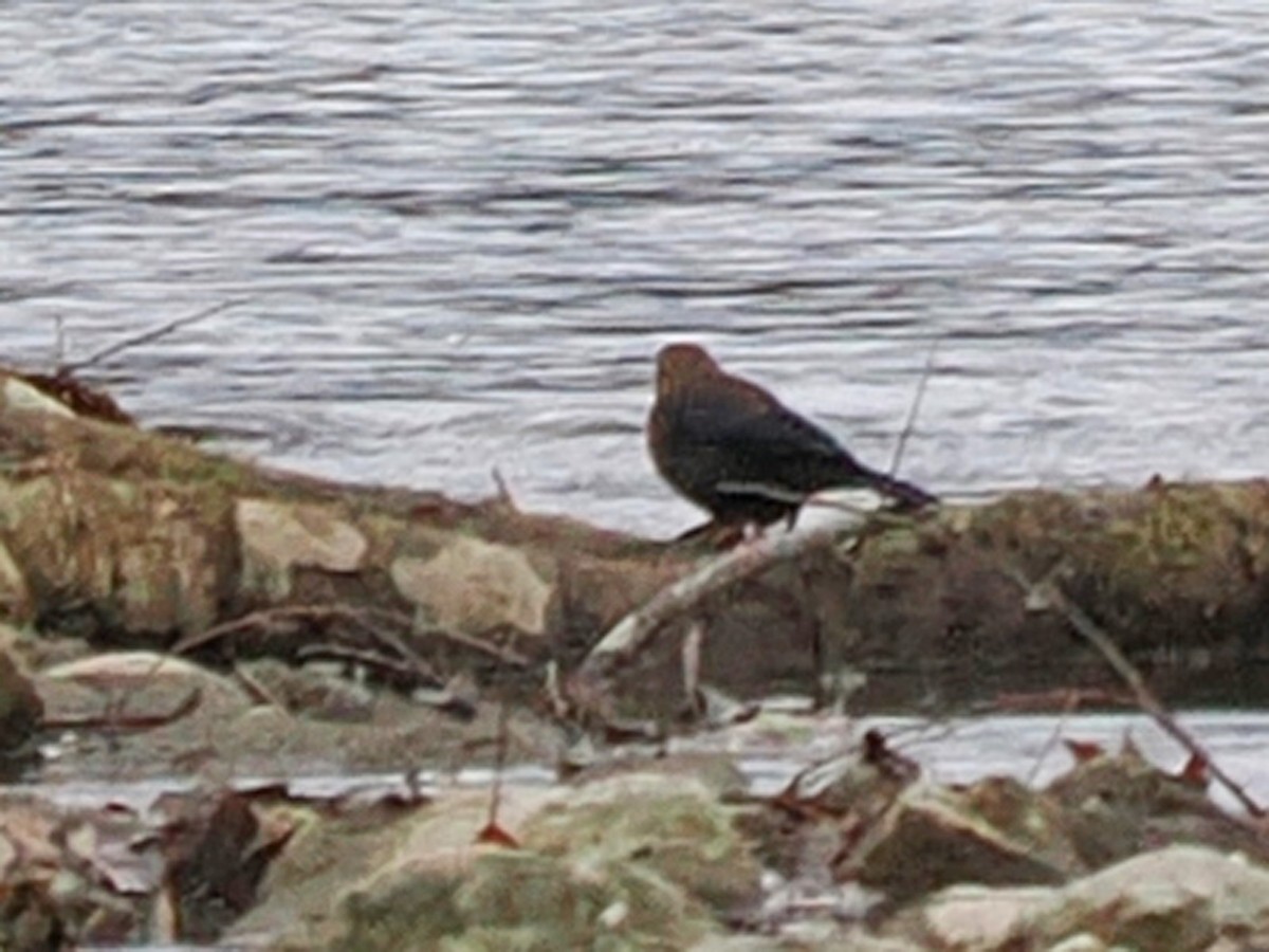 Rusty Blackbird - ML644826824