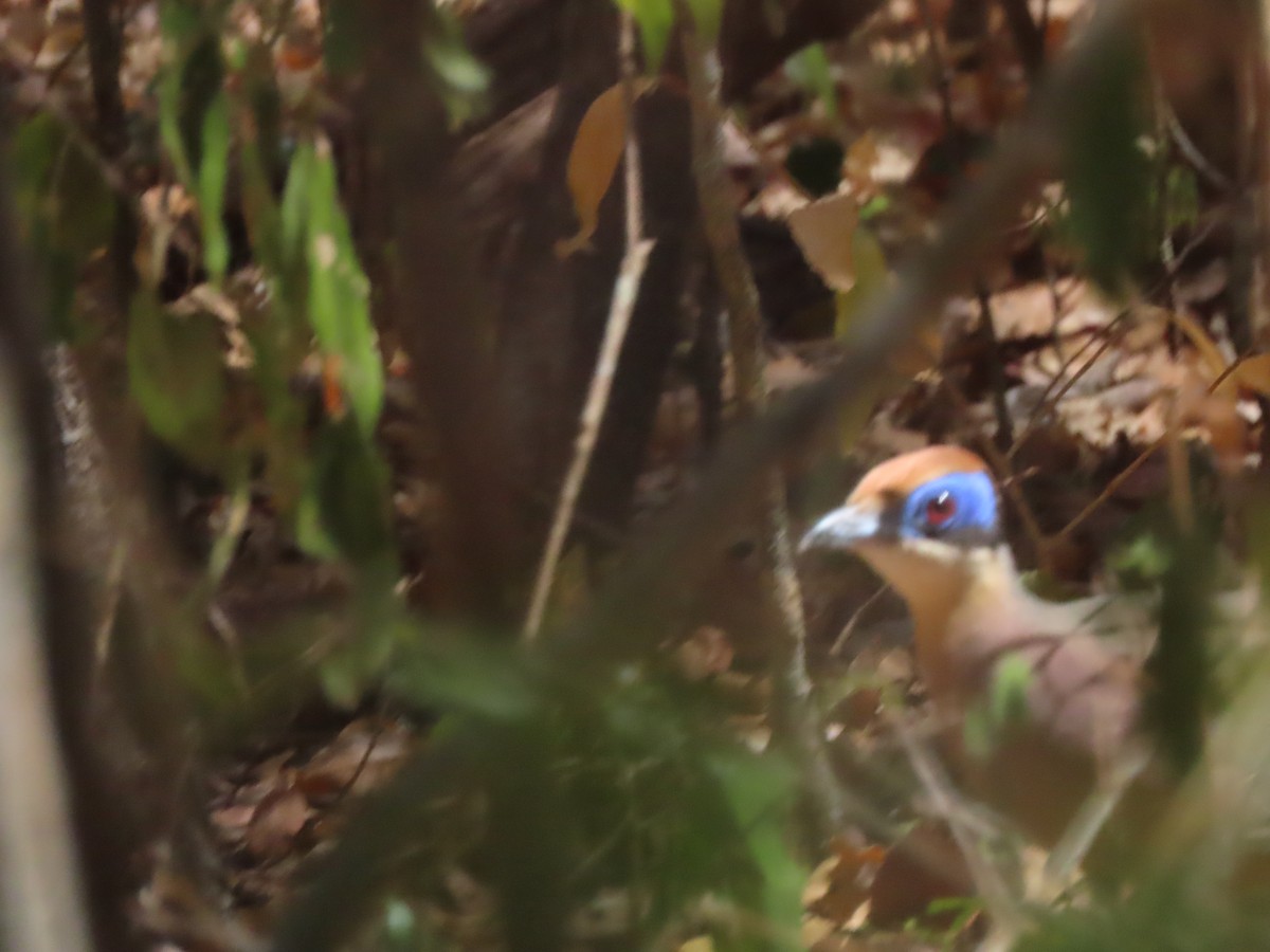 Red-capped Coua - ML644826825