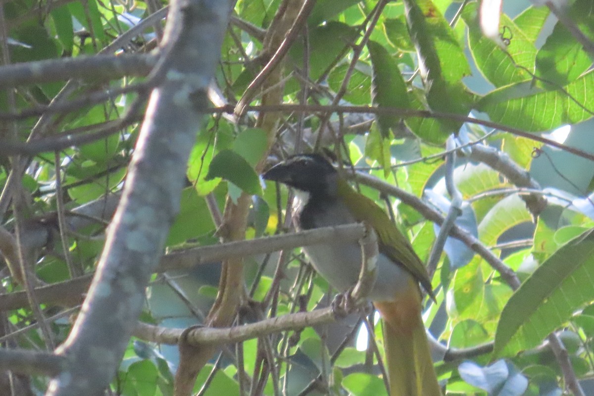 Black-headed Saltator - ML644826826