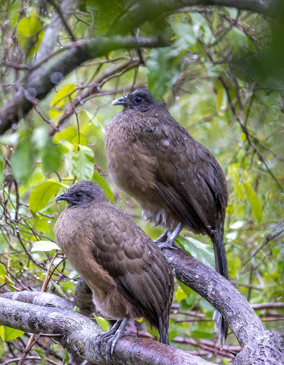 Plain Chachalaca - ML644826827
