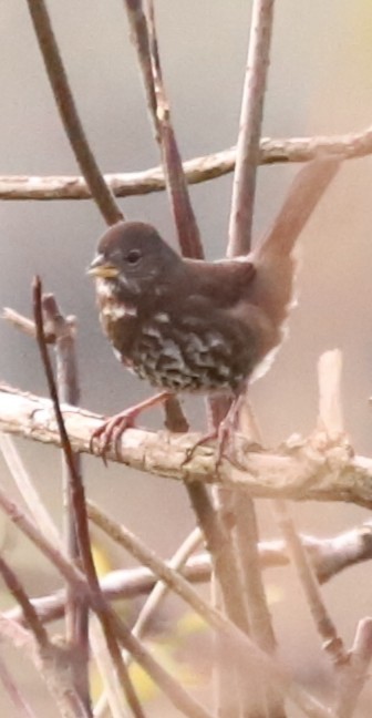 Fox Sparrow - ML644826829