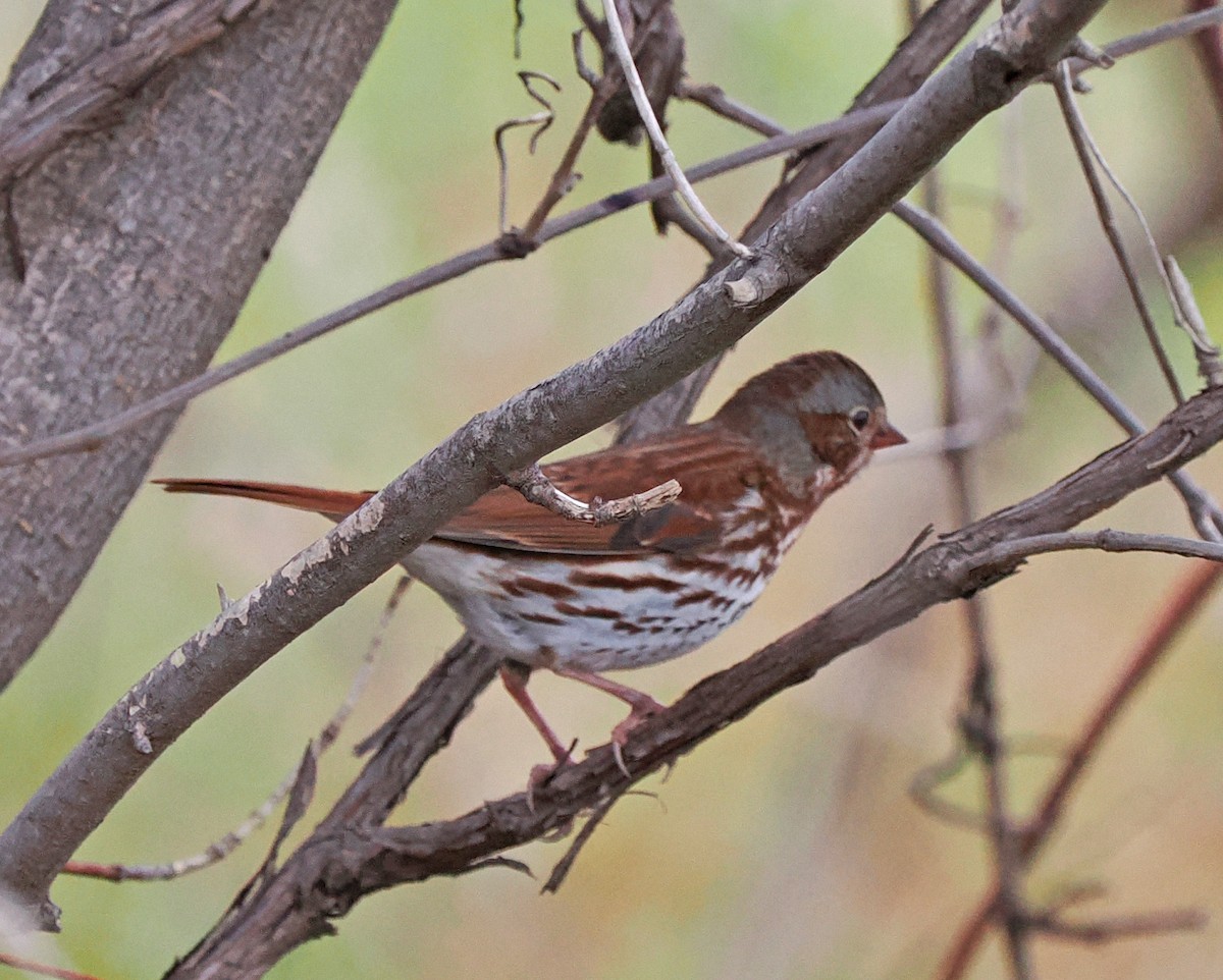 Fox Sparrow - ML644826831