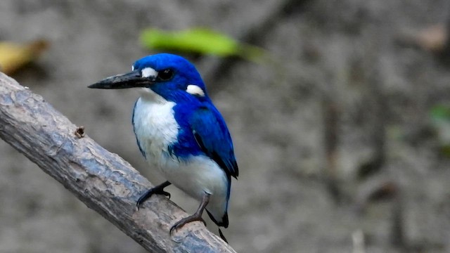 Little Kingfisher - ML644826833