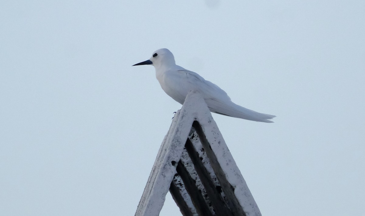 Blue-billed White-Tern - ML644826835