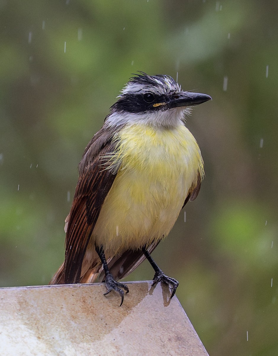 Great Kiskadee - ML644826839