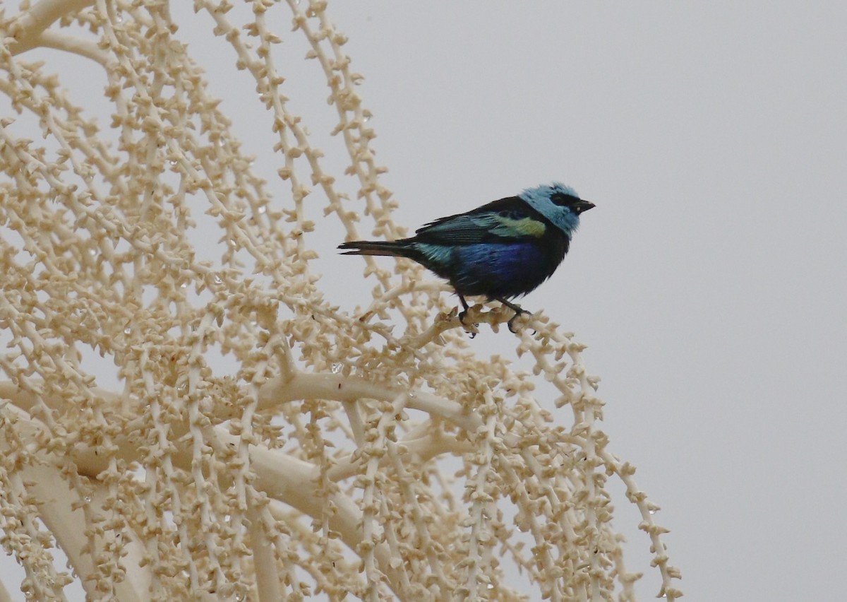 Танагра блакитношия - ML644826841