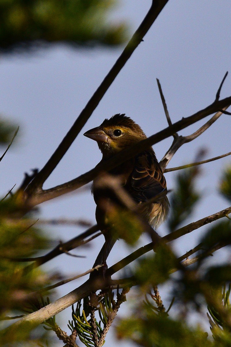 Dickcissel - ML644826842