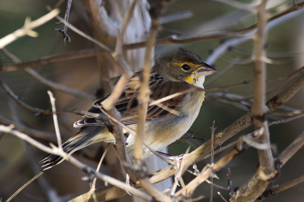 Dickcissel - ML644826843