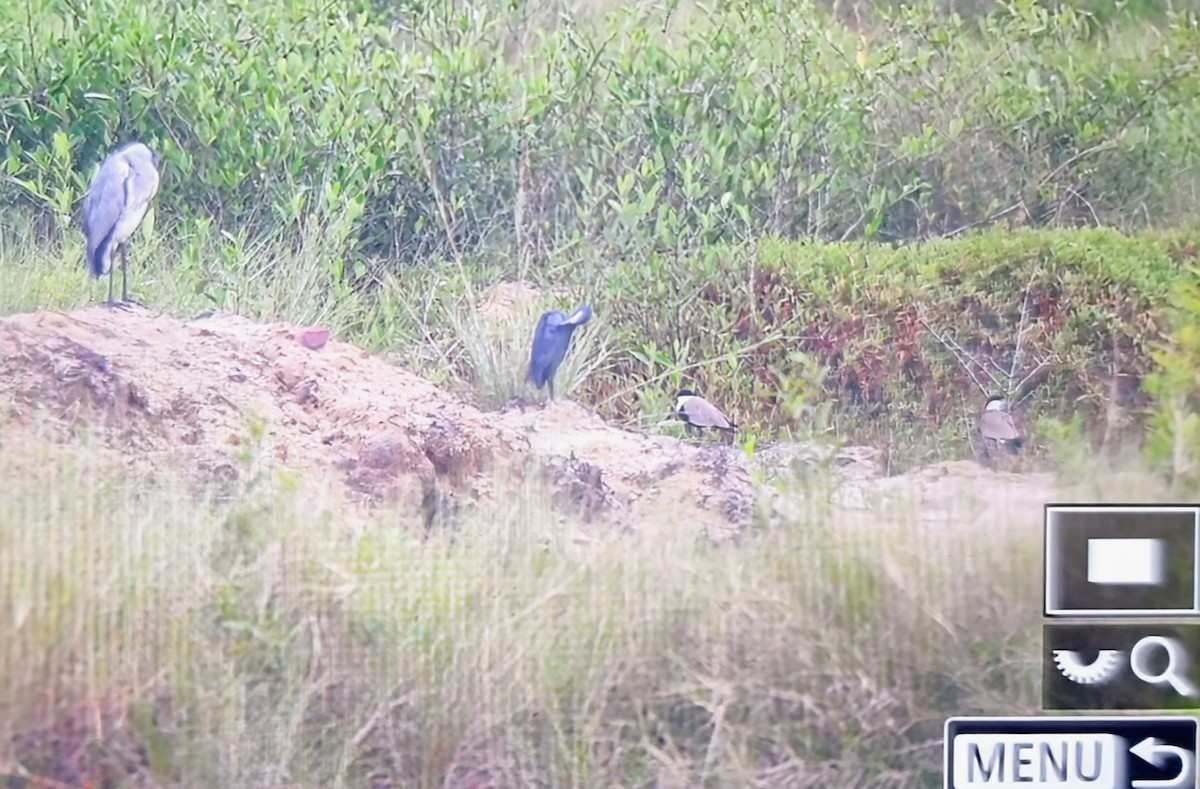 Vanneau à éperons - ML644826849