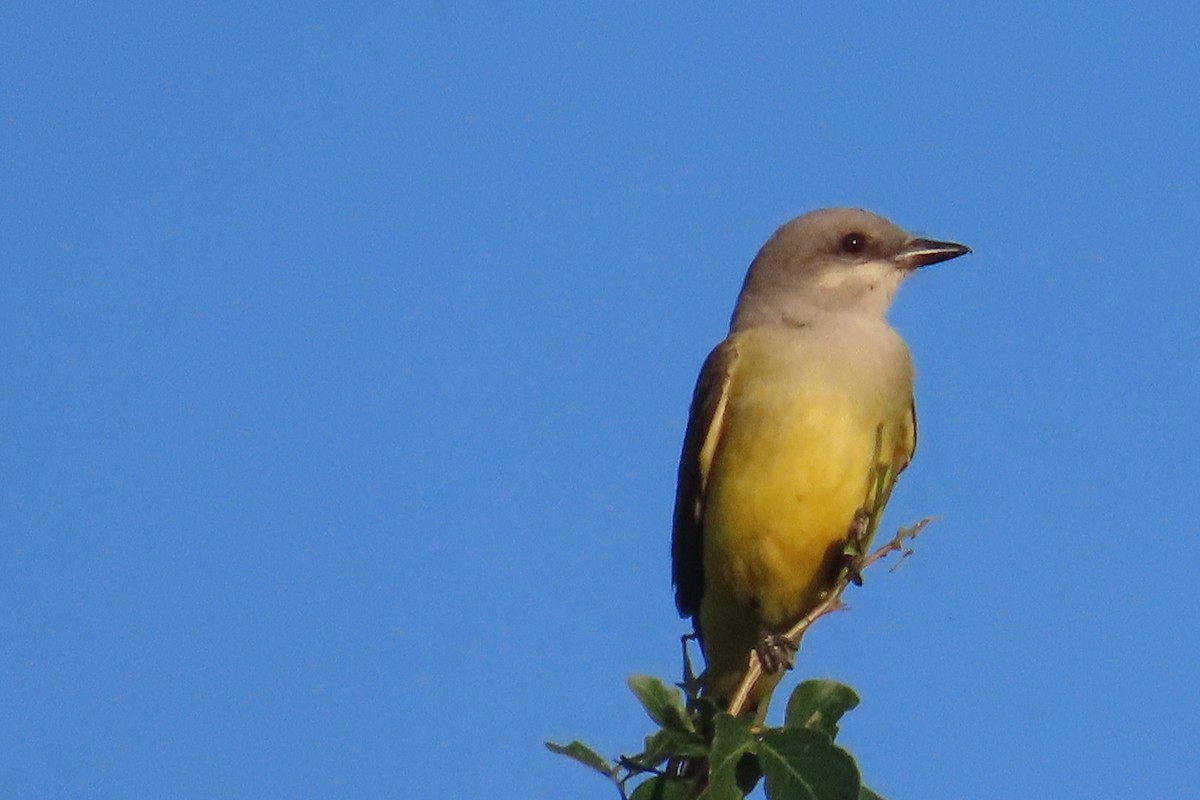 Tropical Kingbird - ML644826856