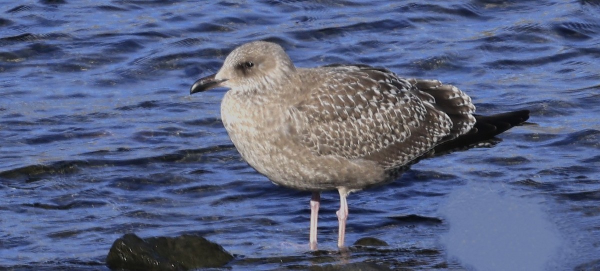 American Herring Gull - ML644826870