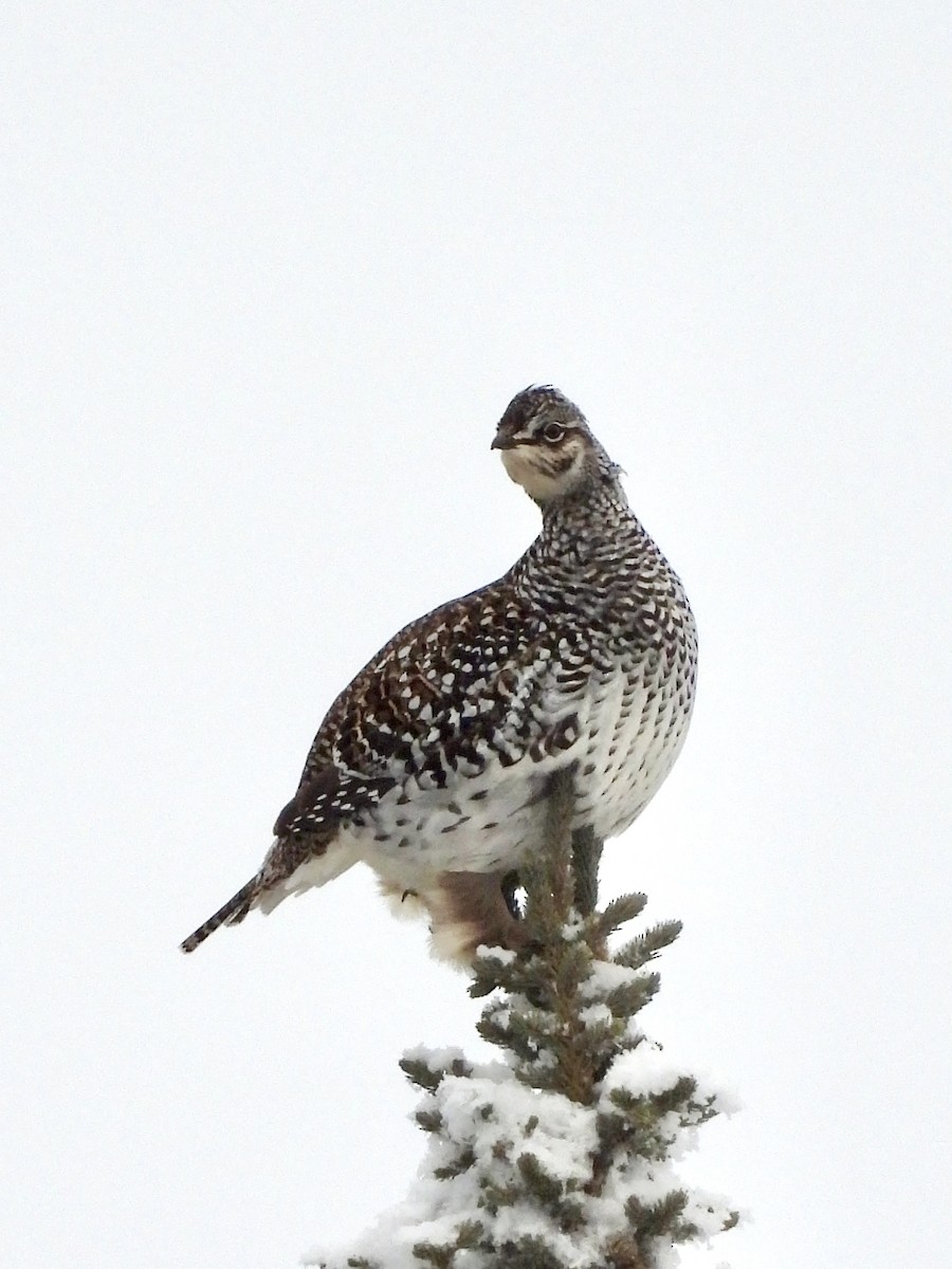 Sharp-tailed Grouse - ML644826873