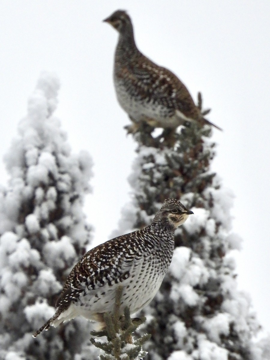 Sharp-tailed Grouse - ML644826874