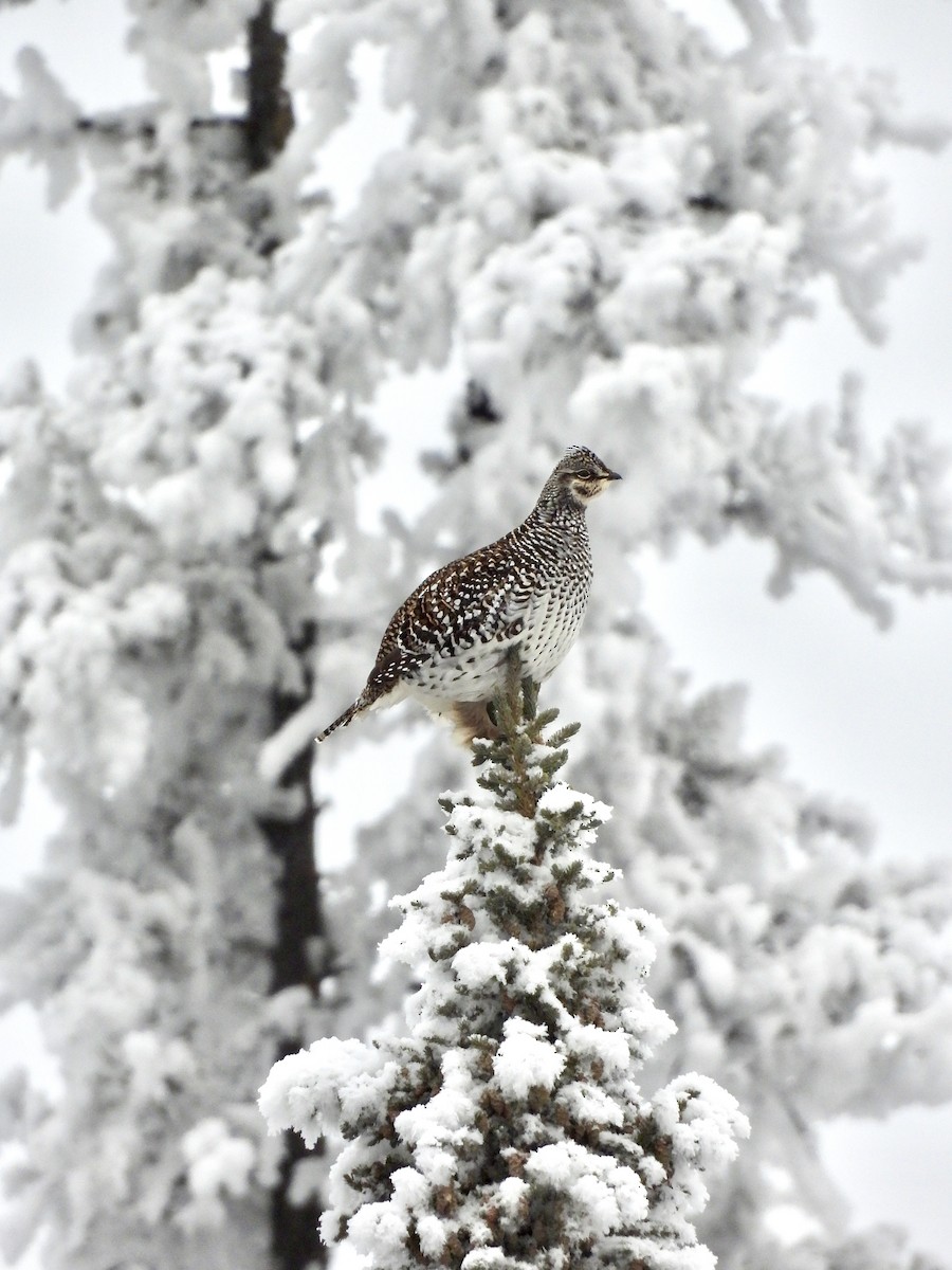 Sharp-tailed Grouse - ML644826875