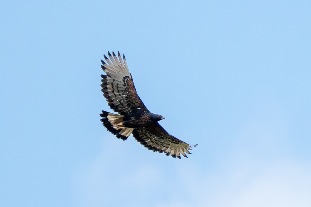 Black-and-chestnut Eagle - ML644826884