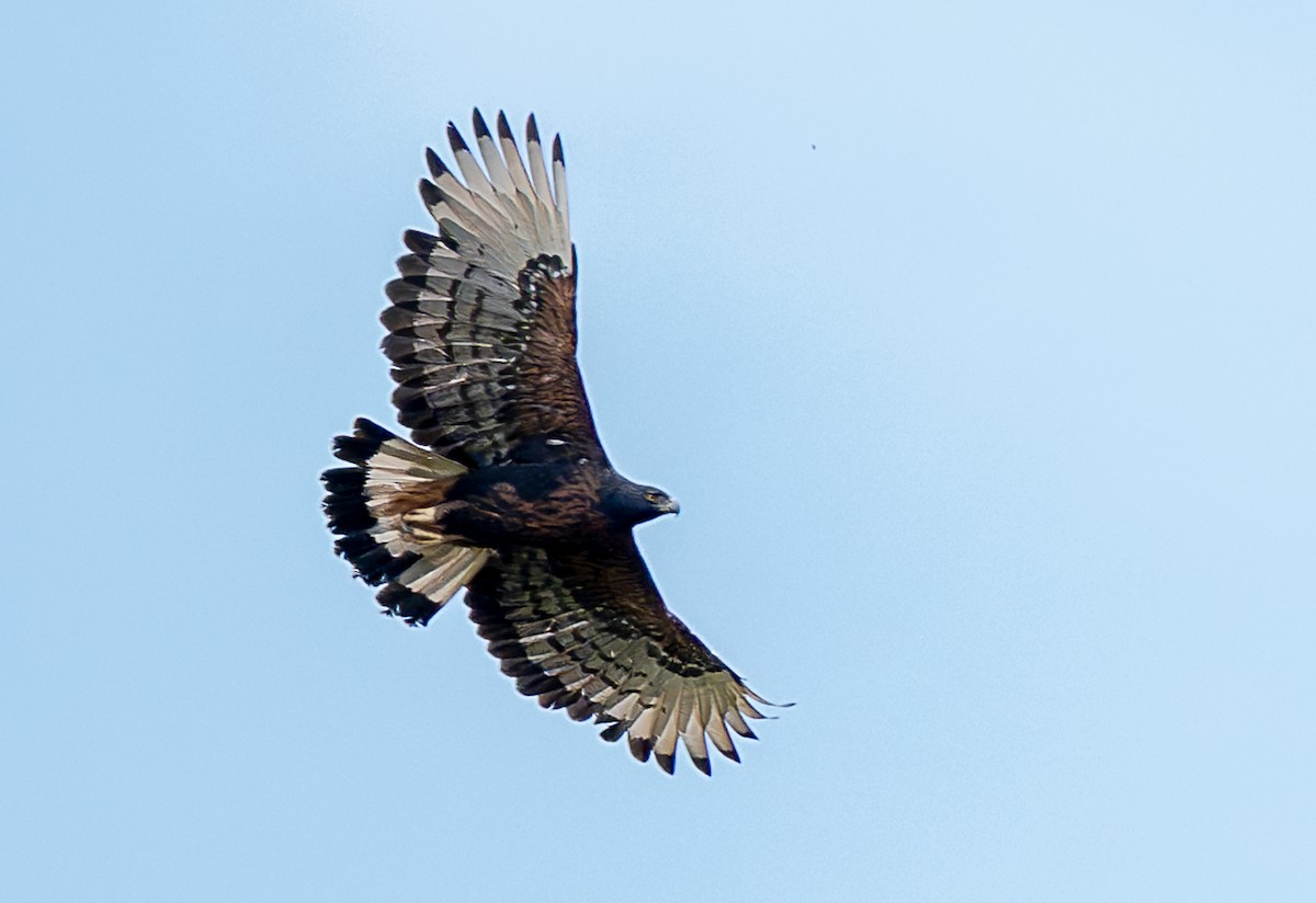 Black-and-chestnut Eagle - ML644826889