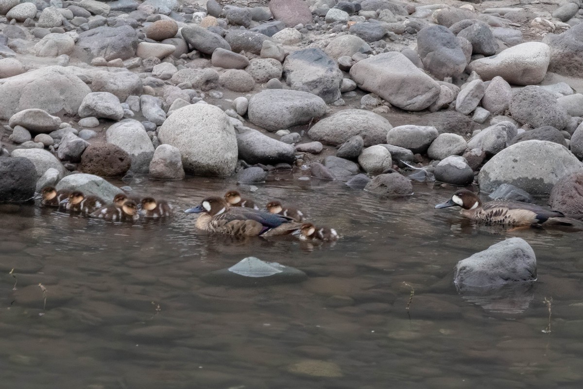 Kupferspiegelente - ML644826909