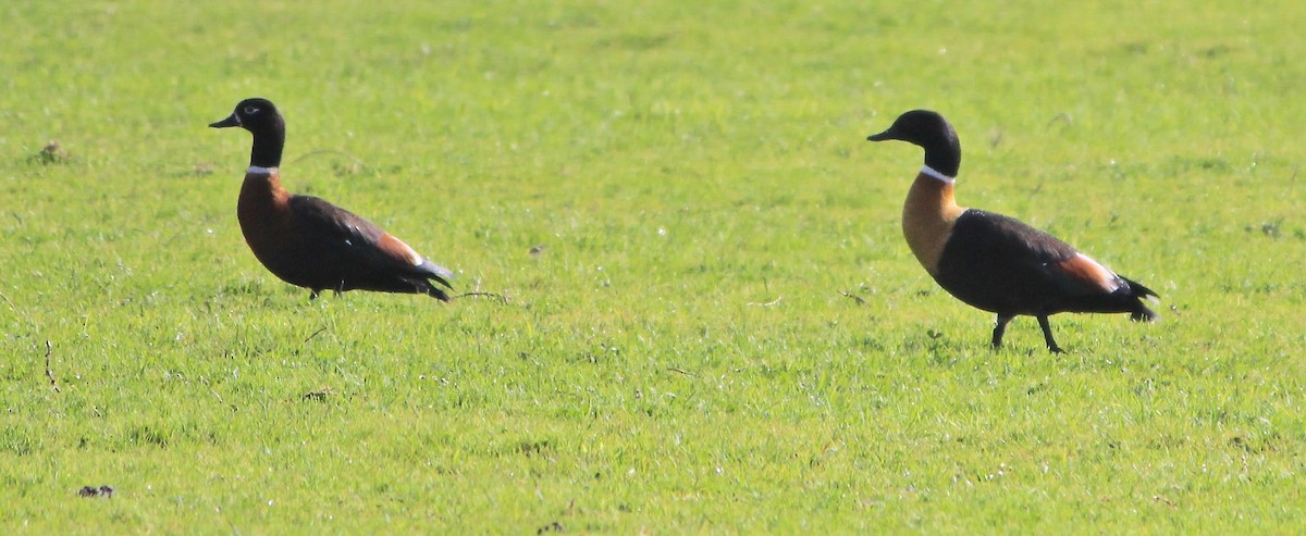 Australian Shelduck - ML64482691