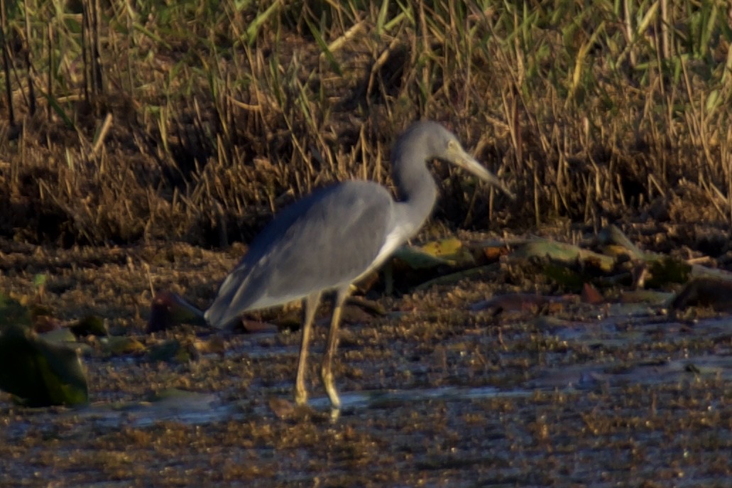Little Blue x Tricolored Heron (hybrid) - ML644826910