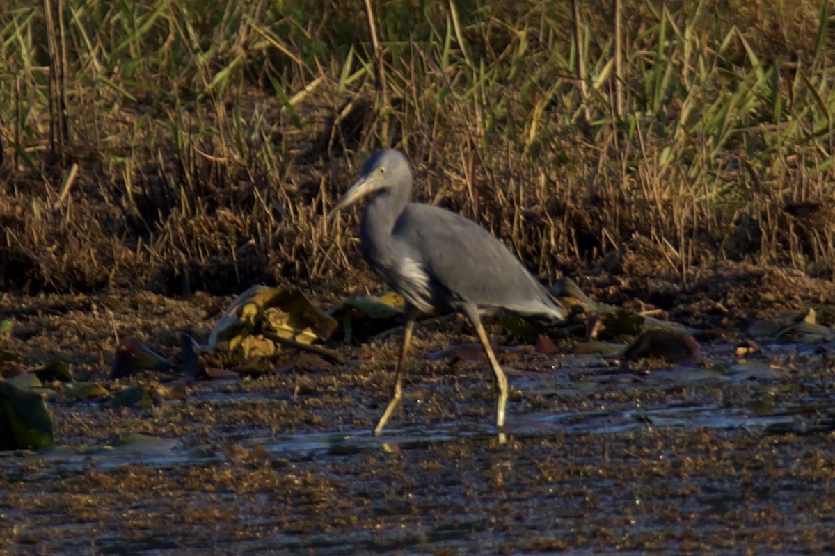 Little Blue x Tricolored Heron (hybrid) - ML644826911