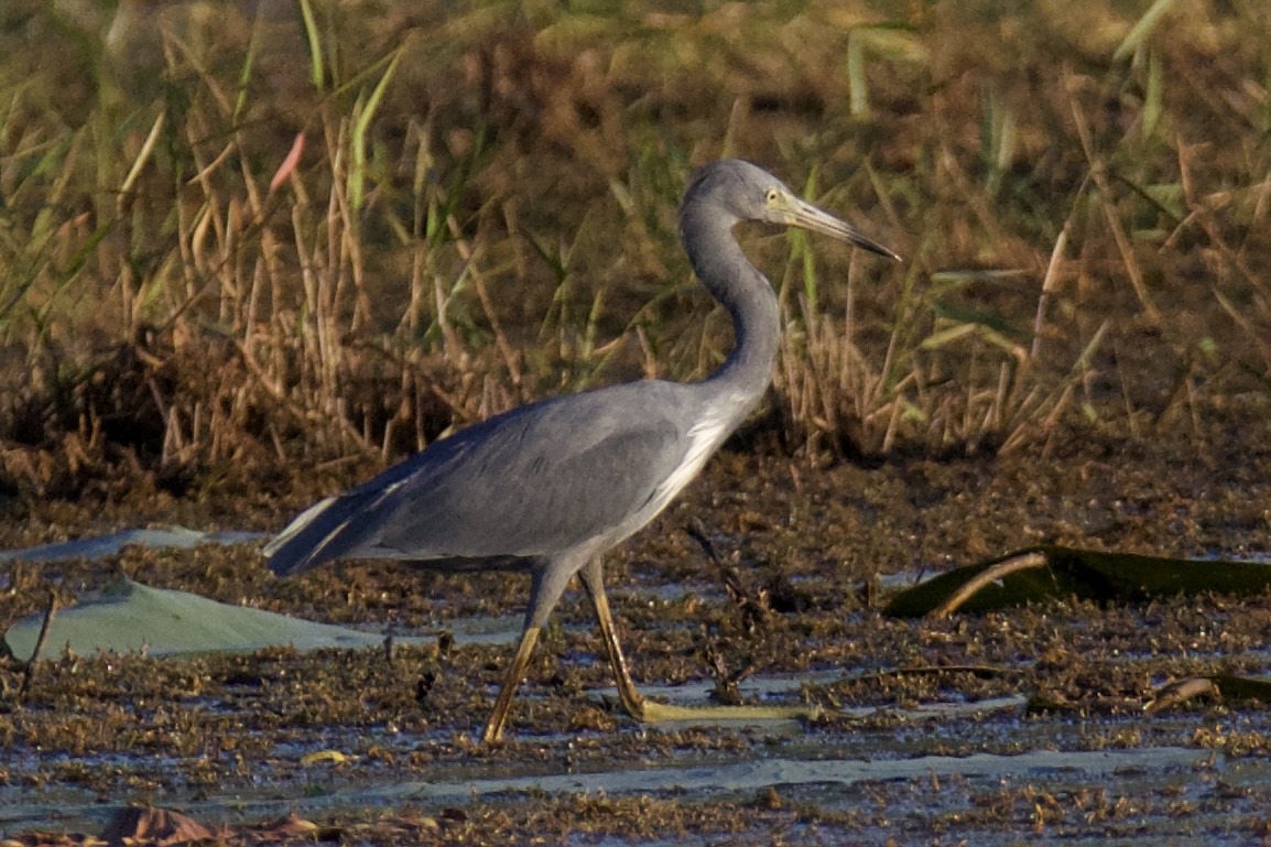 Little Blue x Tricolored Heron (hybrid) - ML644826912