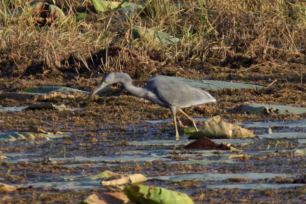 Little Blue x Tricolored Heron (hybrid) - ML644826914