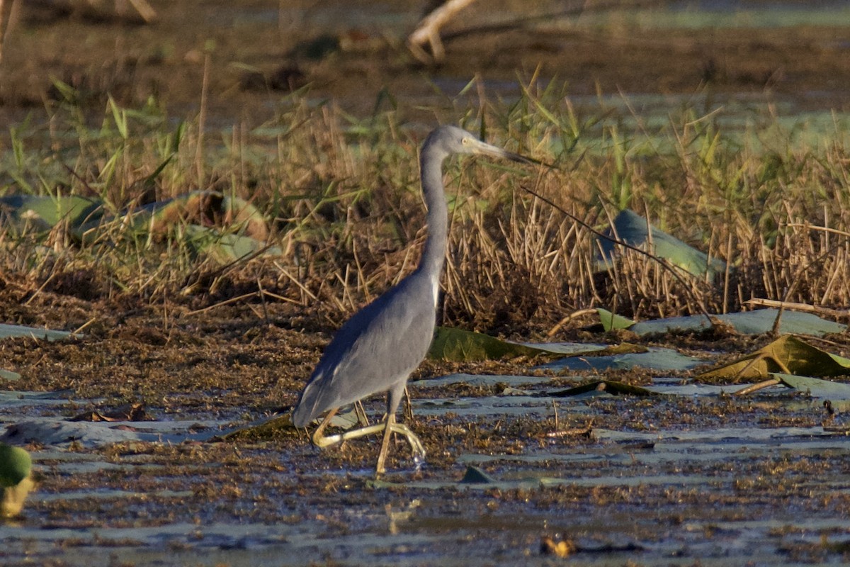Little Blue x Tricolored Heron (hybrid) - ML644826915