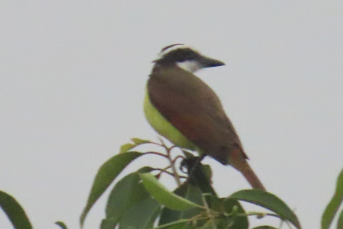 Great Kiskadee - ML644826921