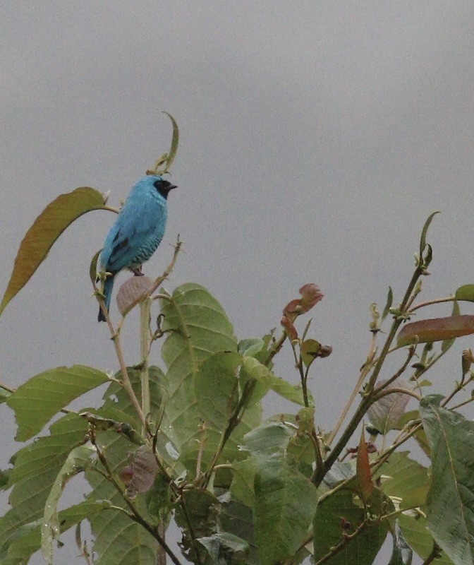 Swallow Tanager - ML644826925