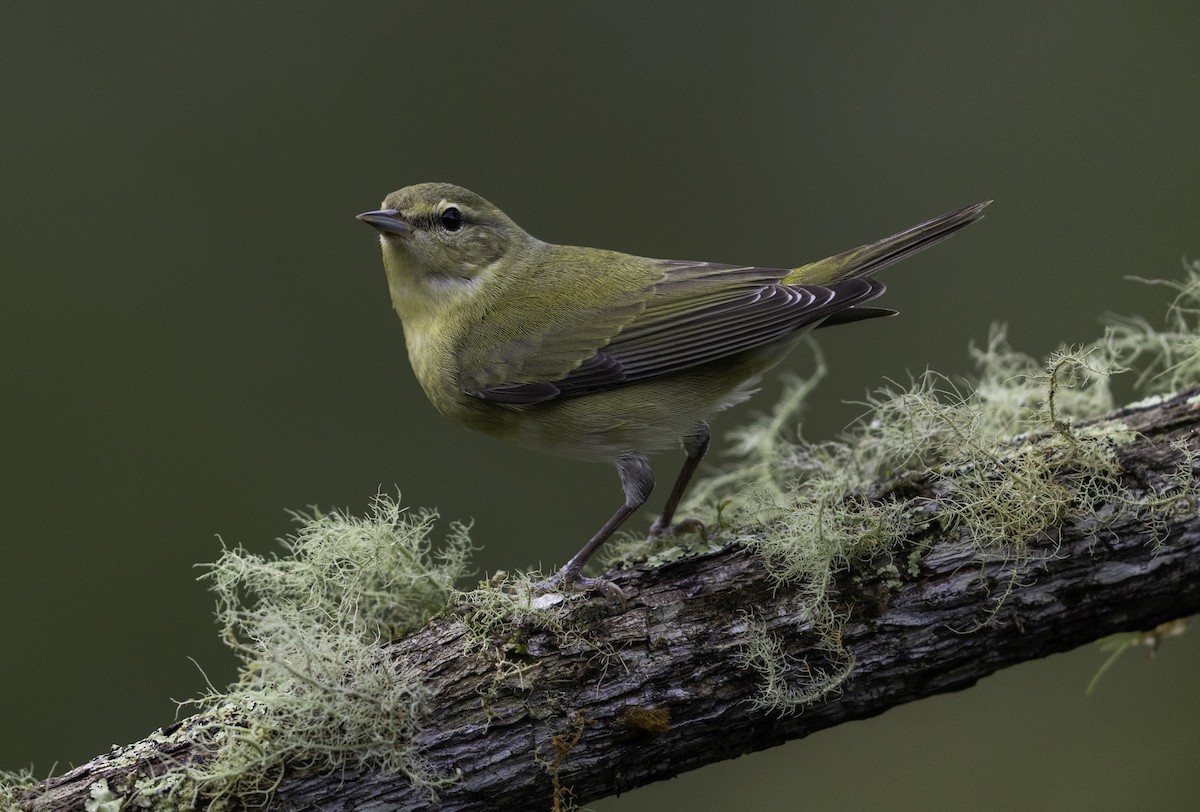 Tennessee Warbler - ML644826940