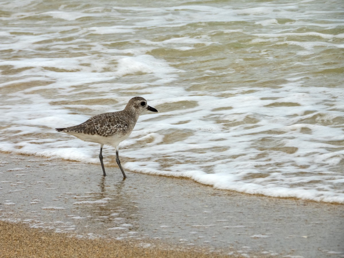 ダイゼン - ML644826941