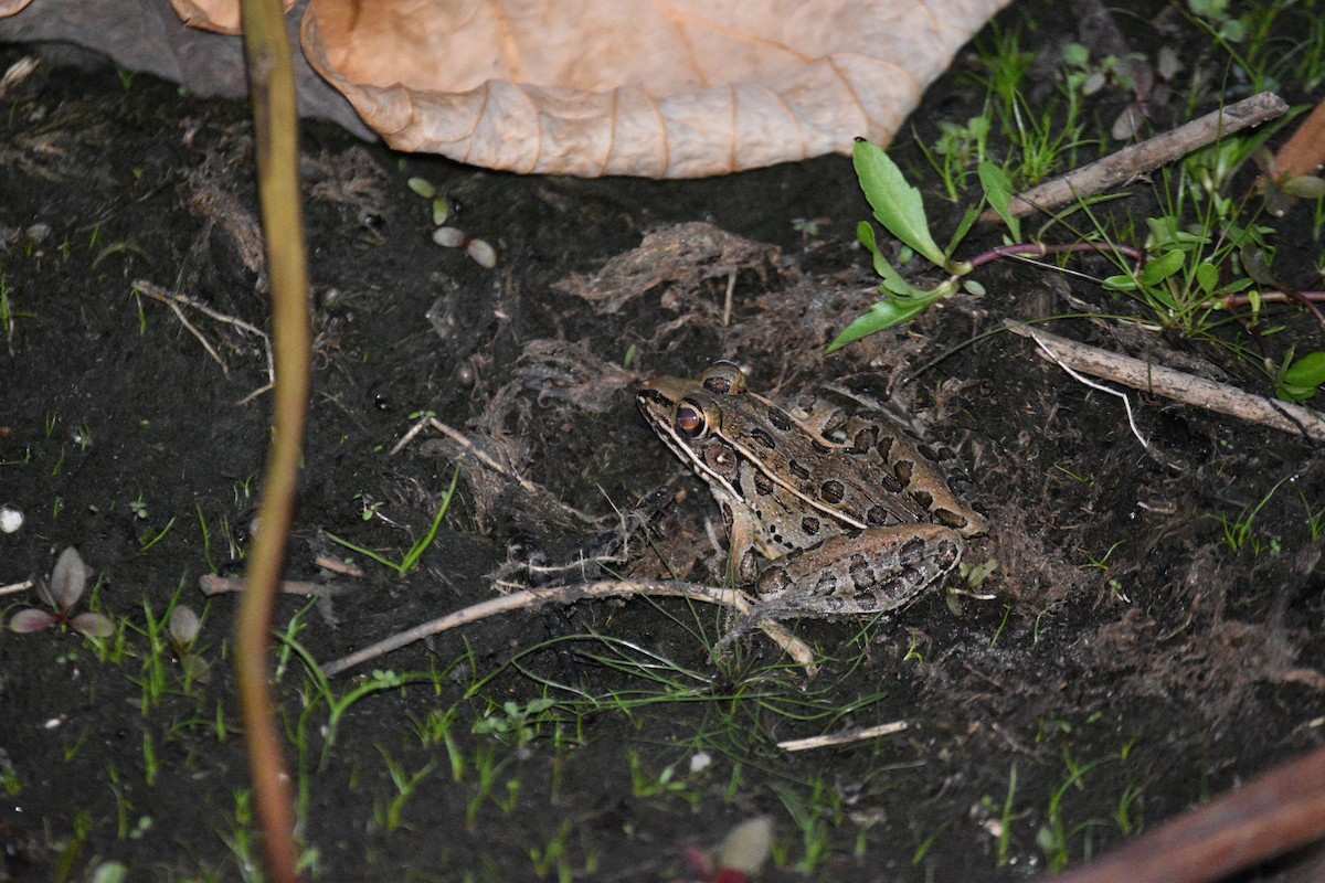 Amphibians - ML644826944