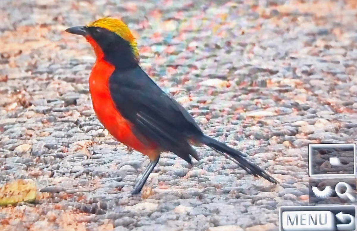 gulkronegonolek - ML644826953