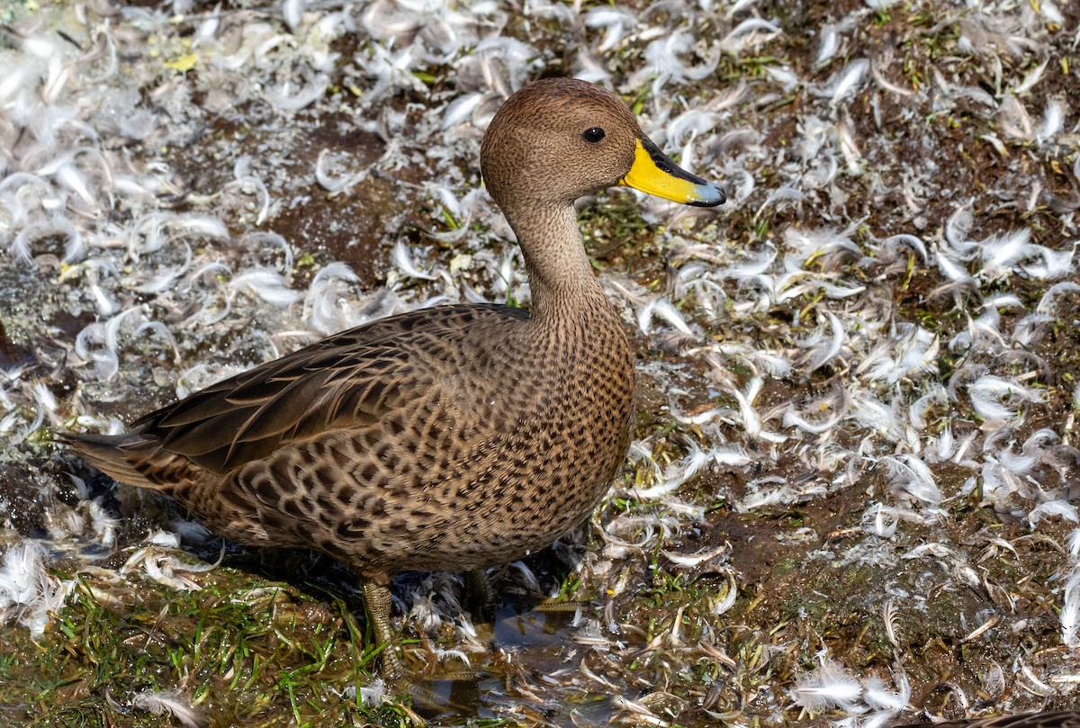 Шилохвіст жовтодзьобий (підвид georgica) - ML644826963