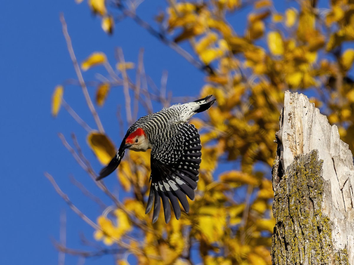 Carolinaspecht - ML644826965