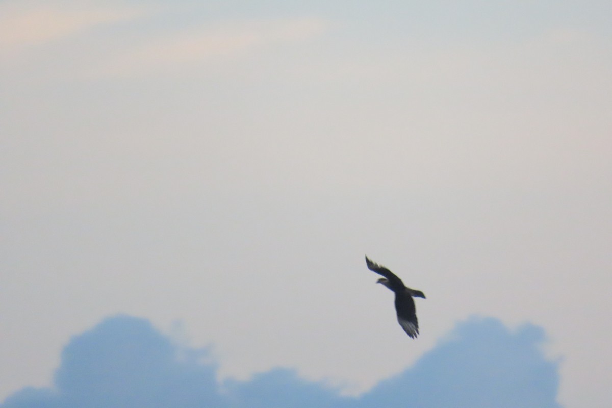 Crested Caracara - ML644826966