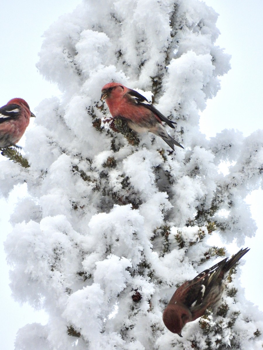 båndkorsnebb - ML644826973