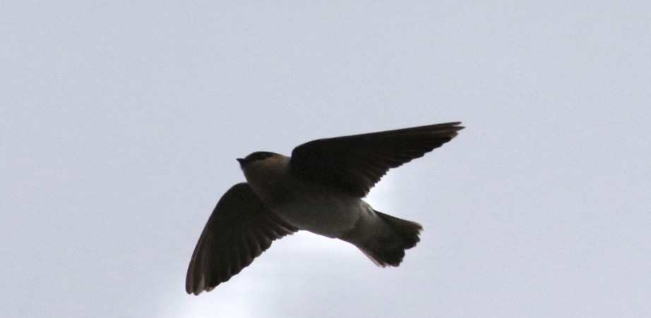Cave Swallow - ML644826991