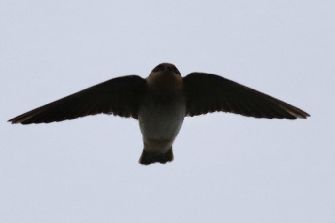 Cave Swallow - ML644826992