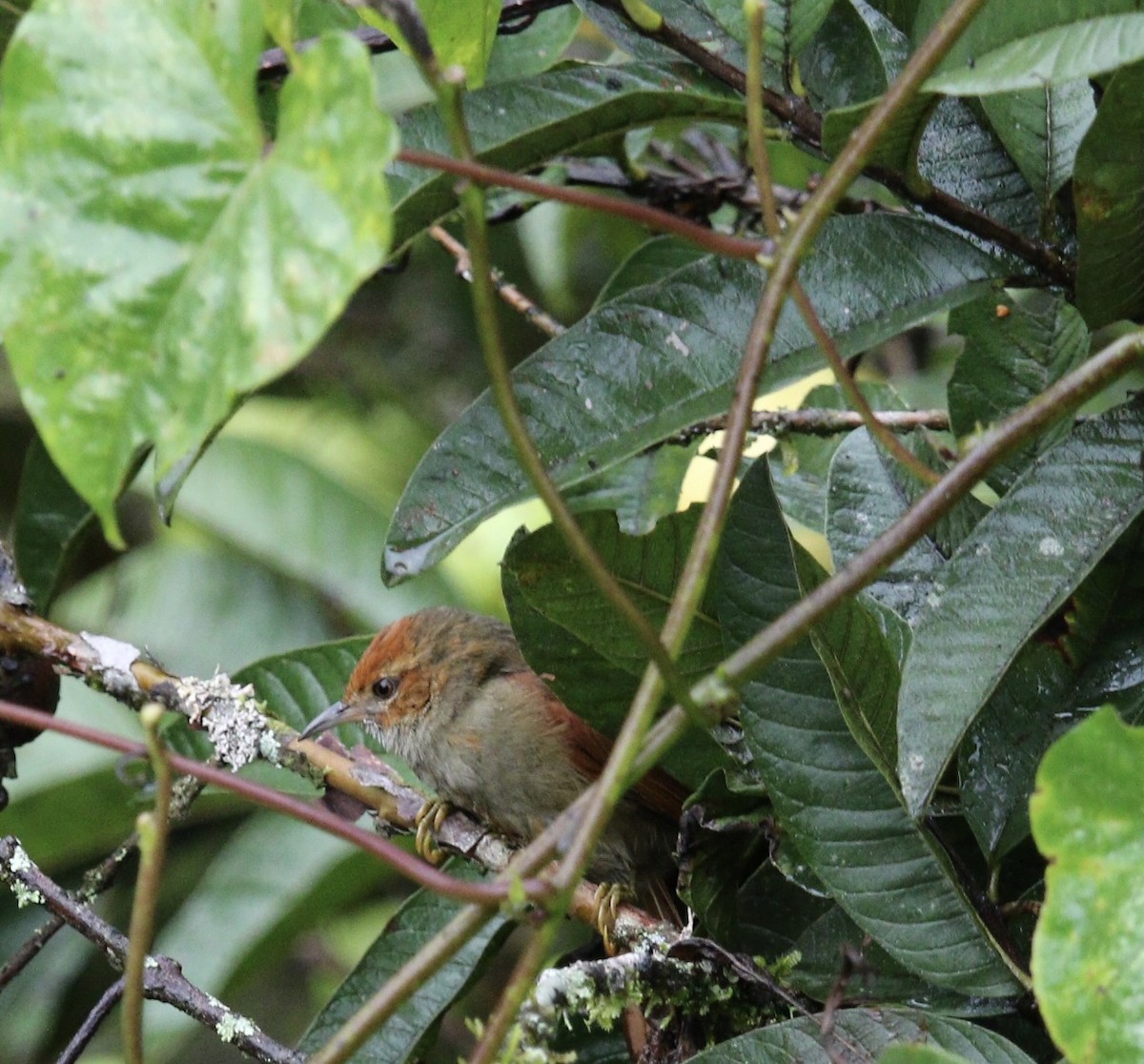 Red-faced Spinetail - ML644826993