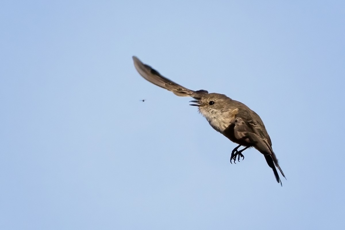 Vermilion Flycatcher - ML644827000