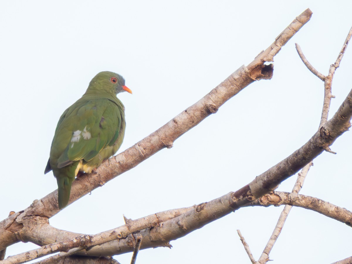 Claret-breasted Fruit-Dove - ML644827008