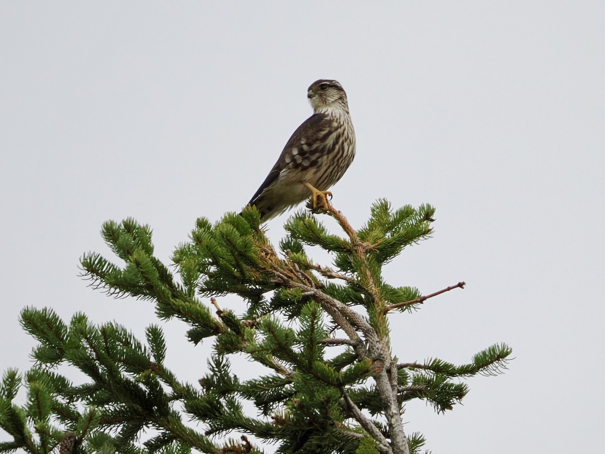 Merlin - ML644827010