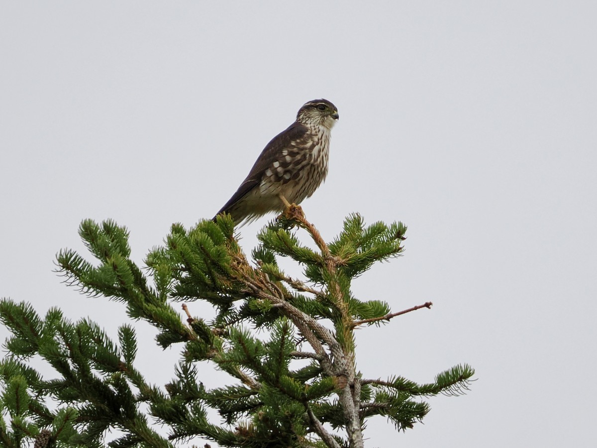 Merlin - ML644827011