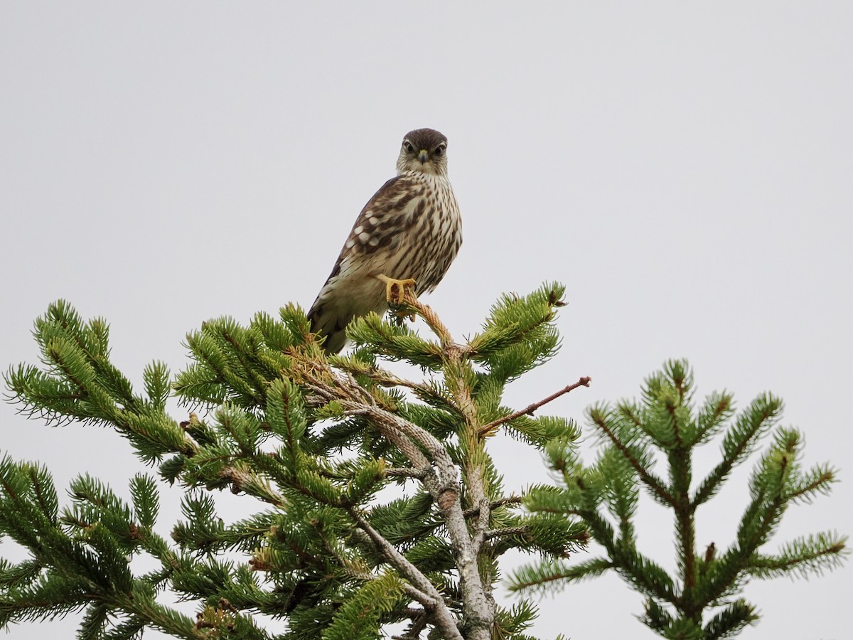 Merlin - ML644827012