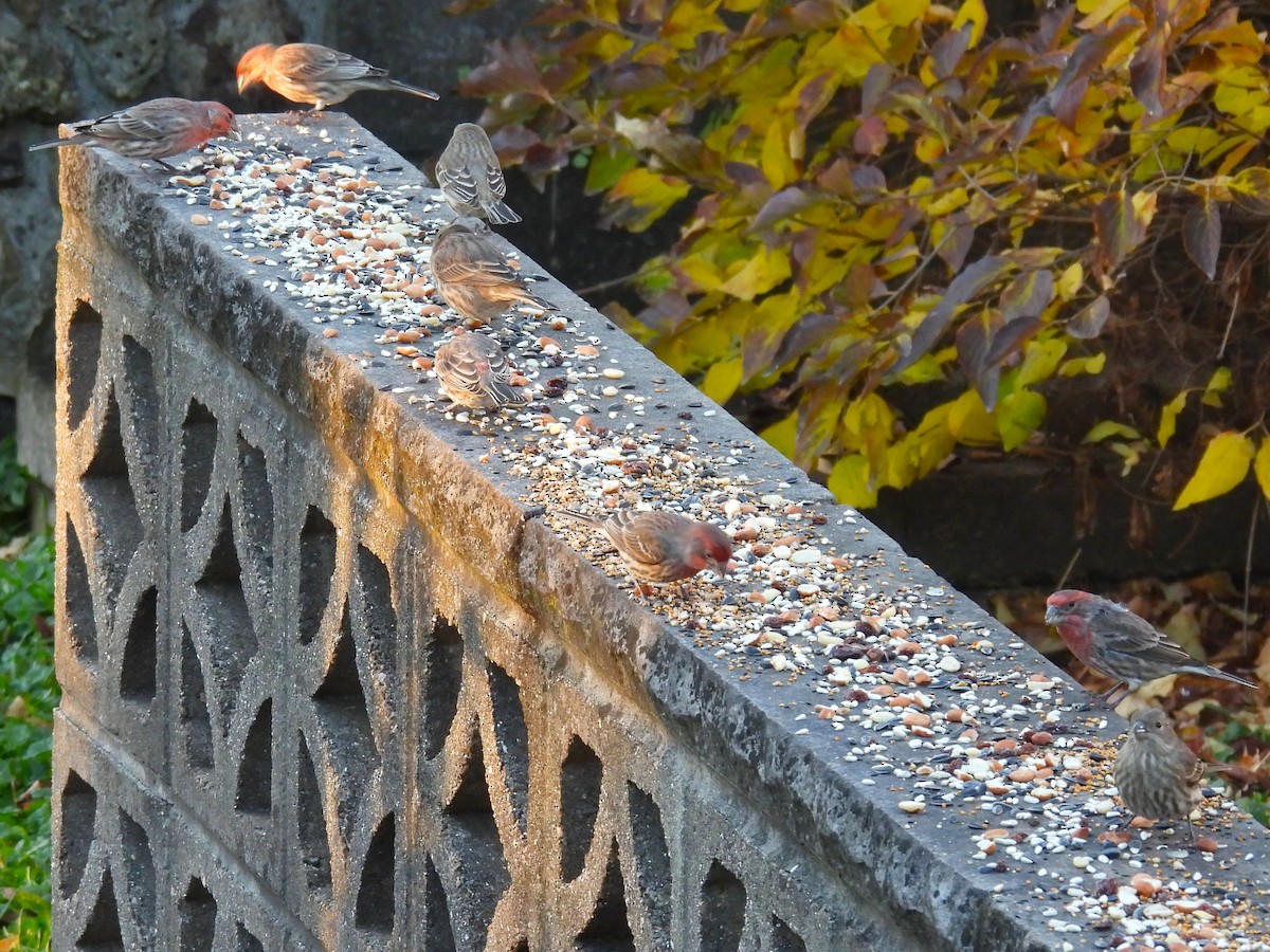 Animals - ML644827013