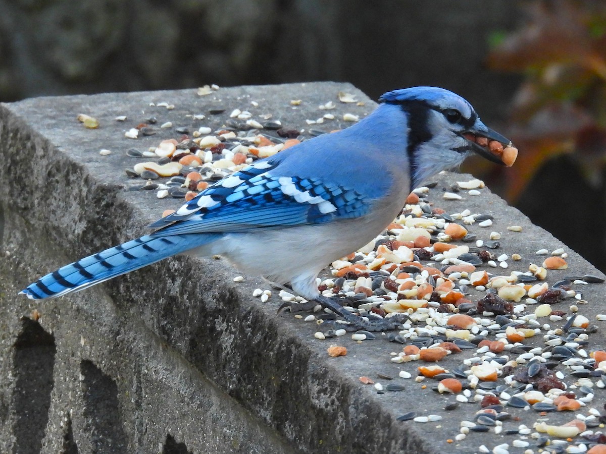 Blue Jay - ML644827018